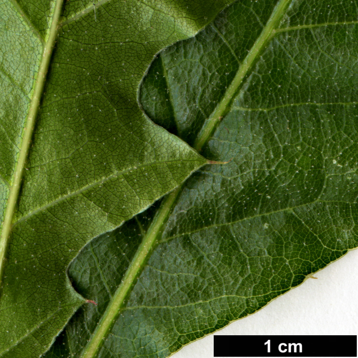 High resolution image: Family: Fagaceae - Genus: Quercus - Taxon:   - SpeciesSub: 'Langtry'